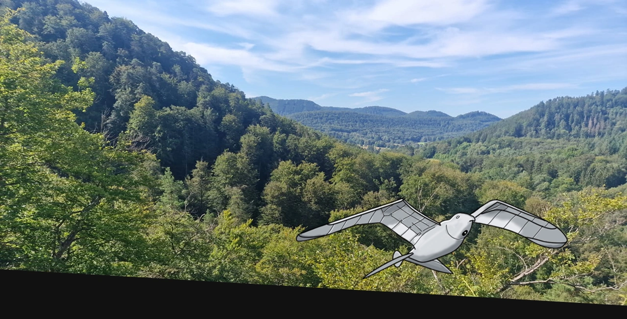 Photo prise dans les Vosges pendant mes vacances. L'oiseau drone a été dessiné par mes soins.